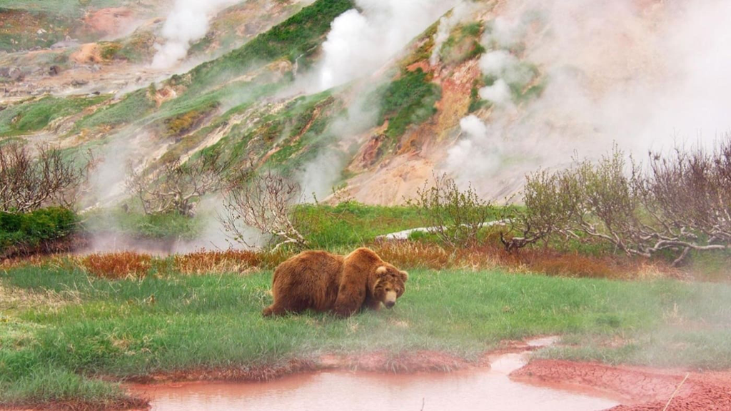 Kamchatka Bear 3 16_9.webp