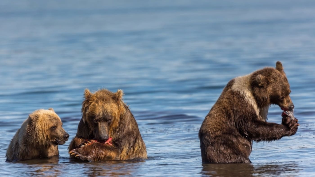 Kamchatka Bear 4 16_9.webp