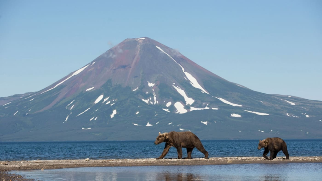 Kamchatka Bear 2 16_9.webp