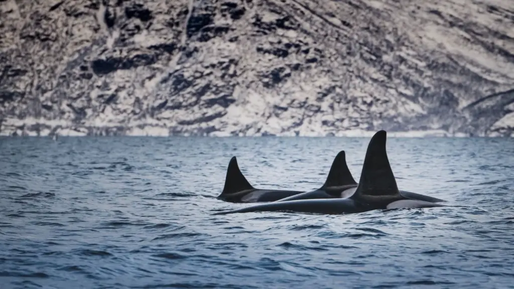 Norway Killer Whale 2.webp