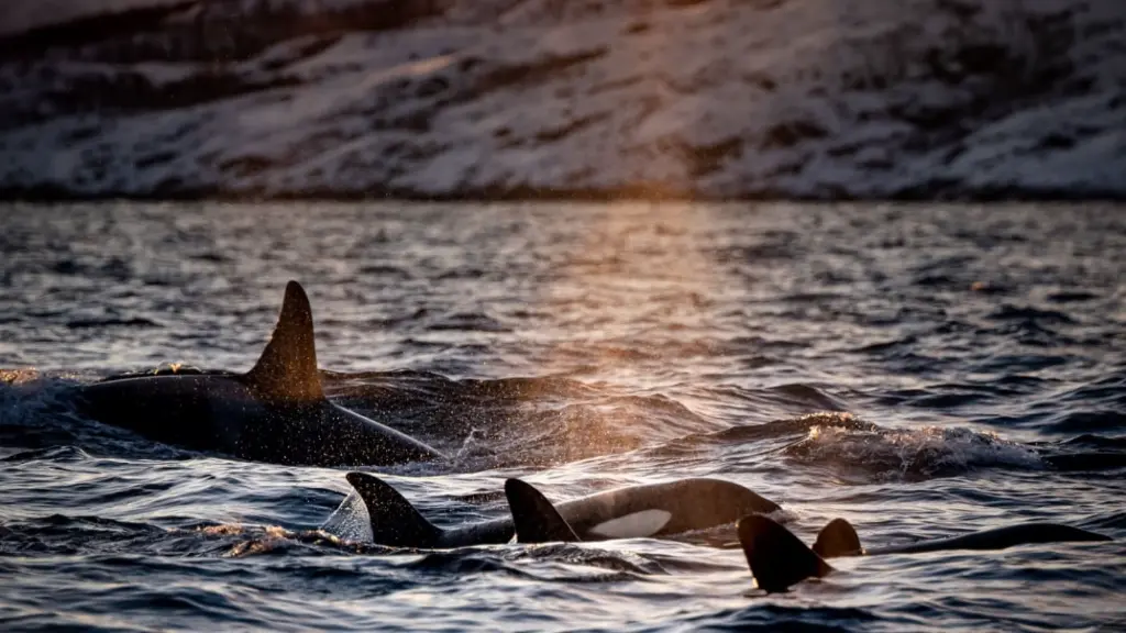 Norway Killer Whale.webp
