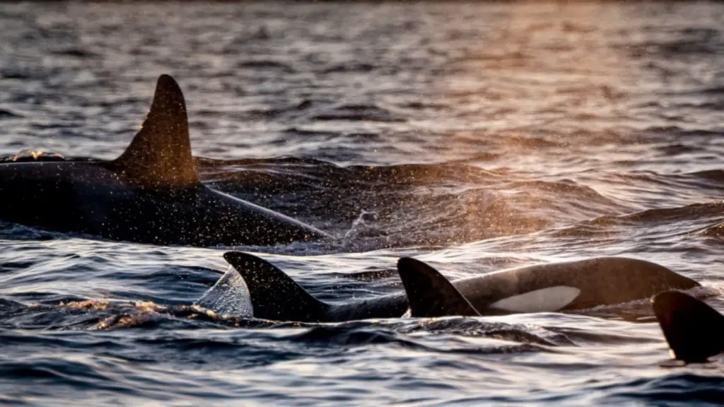 Norway Killer Whale tromso.webp