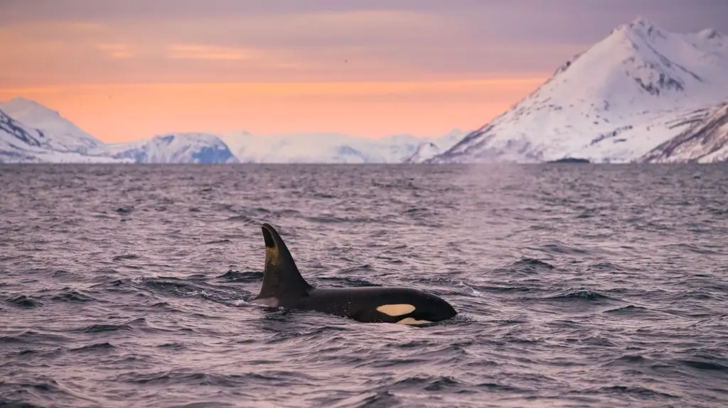 Killer Whale by sailboat.webp