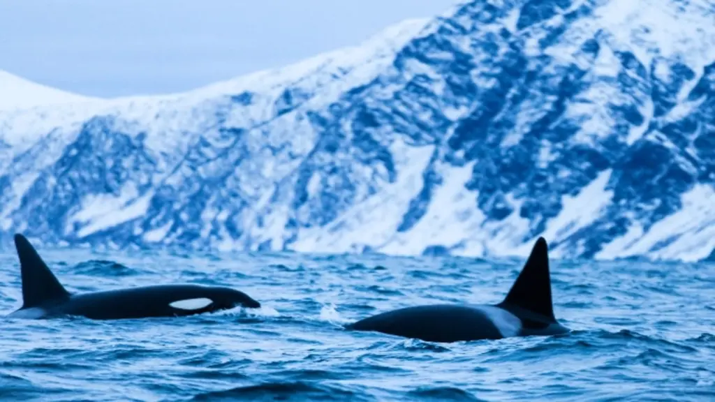 Norway Killer Whale 4.webp