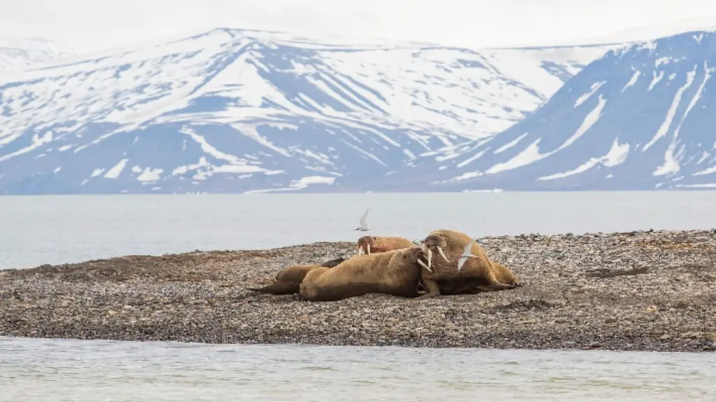 svalbard walrus trip.webp
