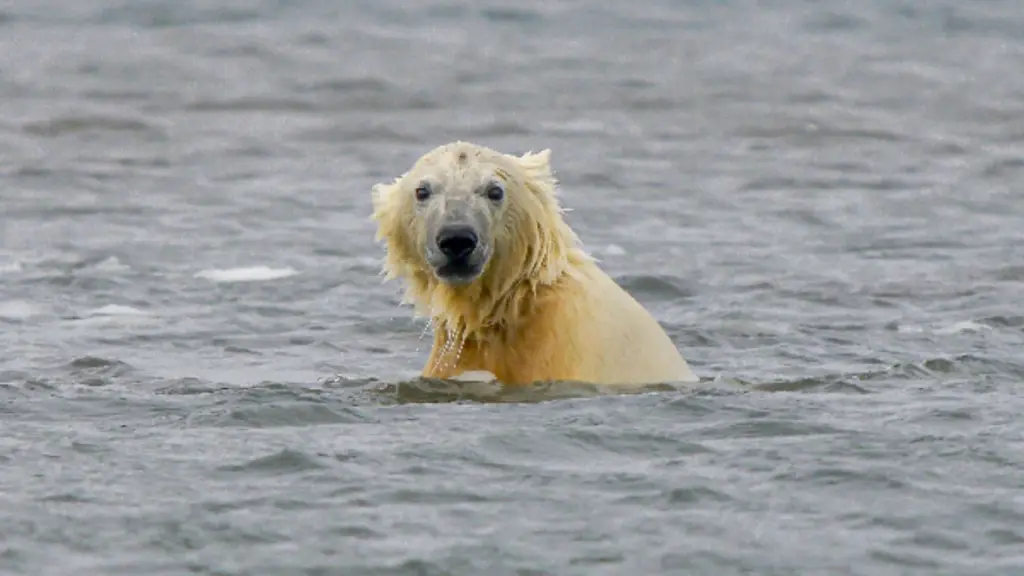 svalbard polar bear.webp
