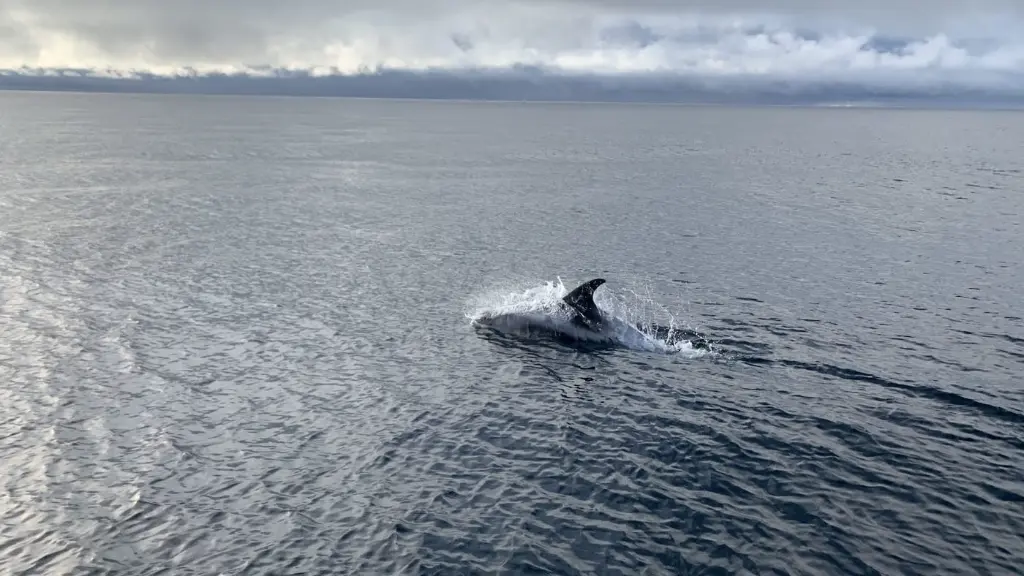 Greenland natur whale trip.webp