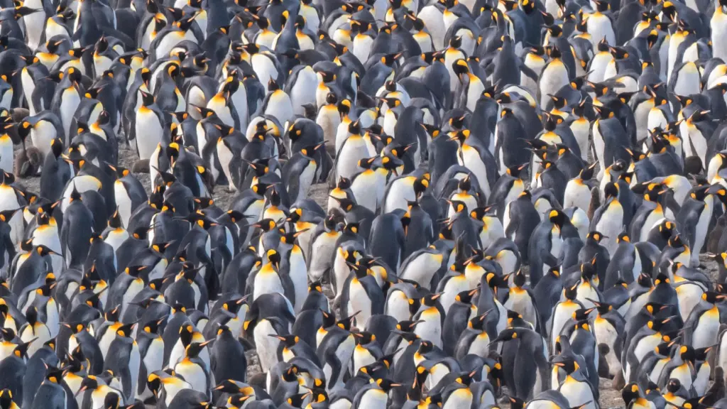 Where is the Antarctic penguin_.webp