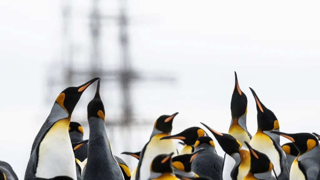 Antarctic penguin anb sailboat.webp