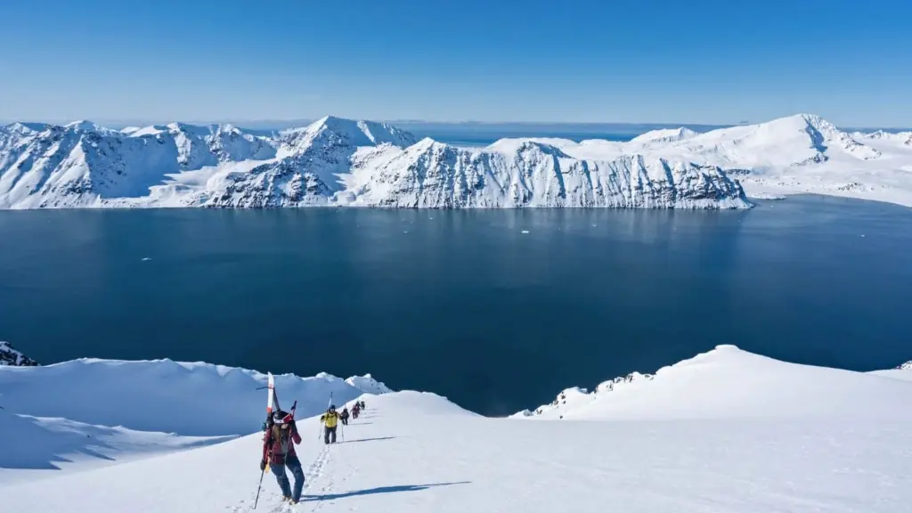 ski svalbard polar bears.webp