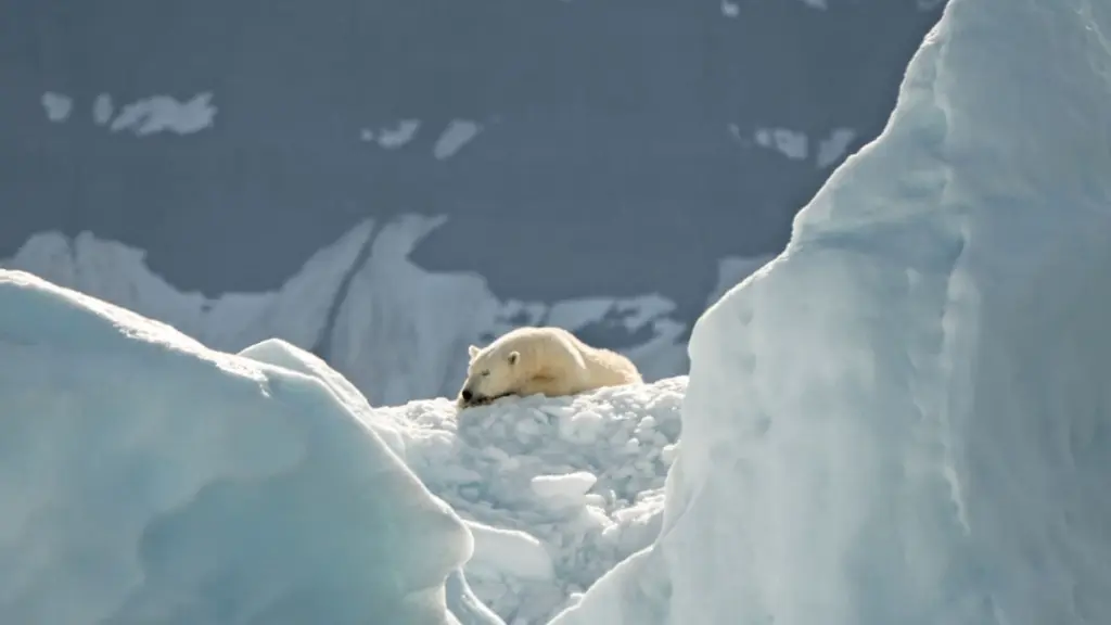 svalbard polar bear.webp