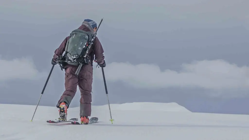 svalbard ski polar bear.webp