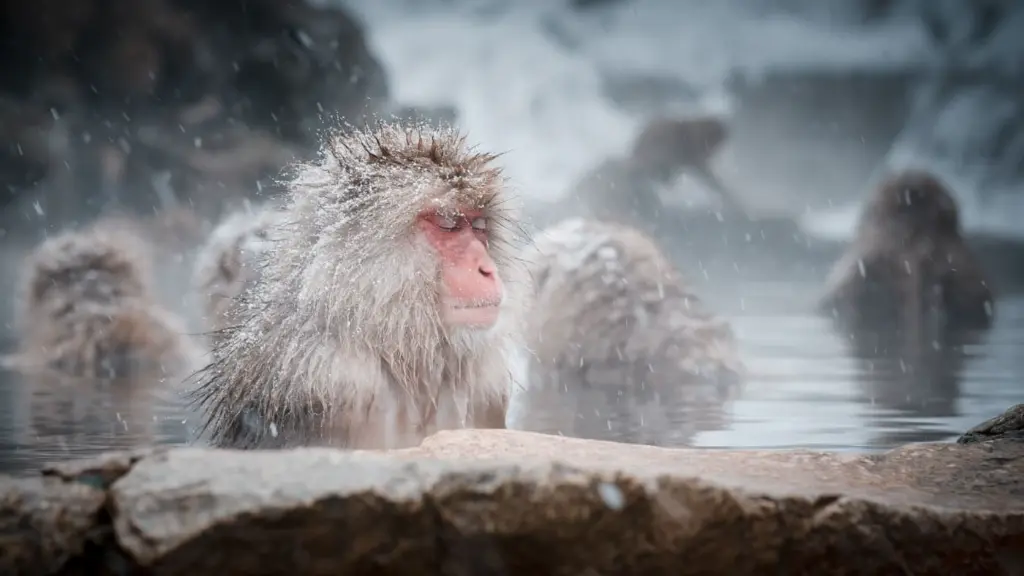Snow Monkeys Japan.webp