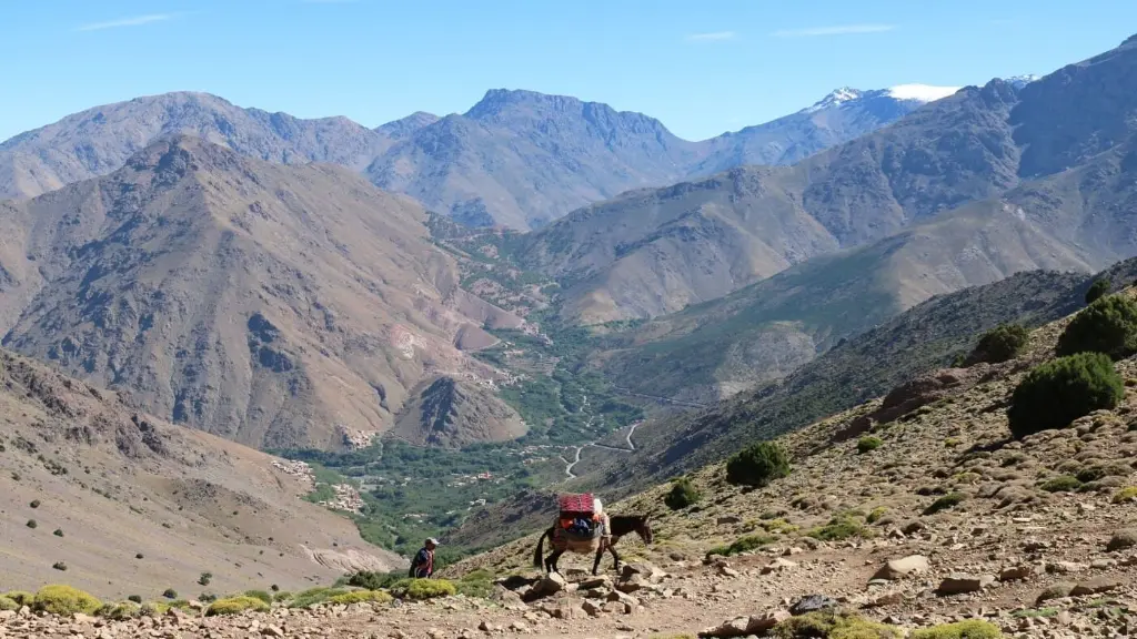 Mules Atlas Mountains.webp