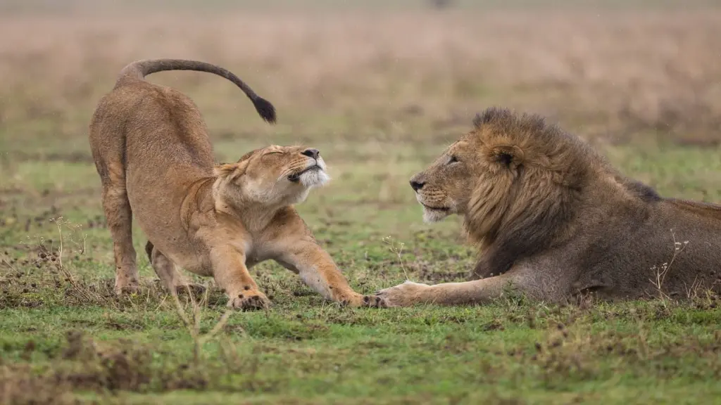 safari leon africa.webp