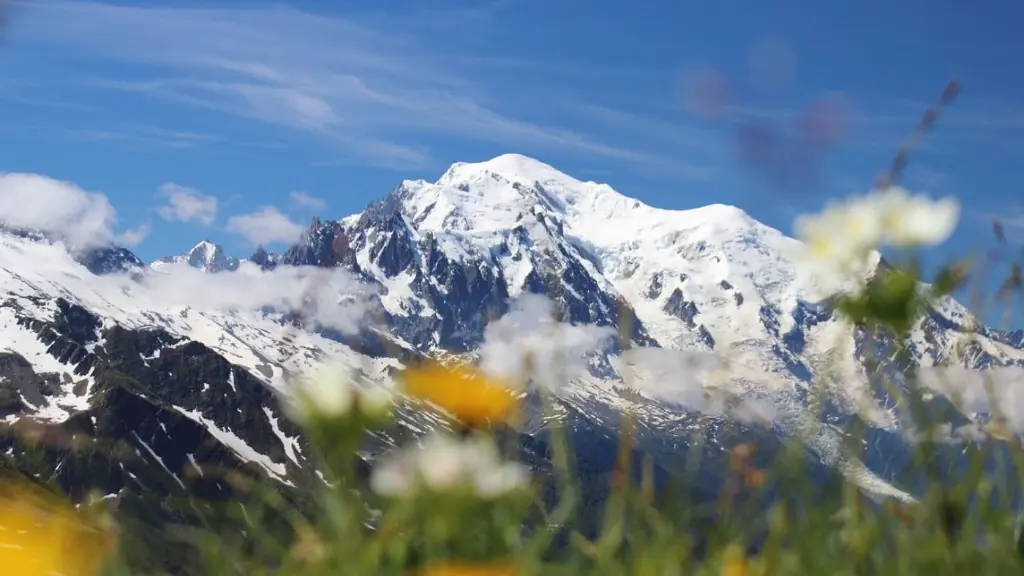Mont Blanc flower.webp