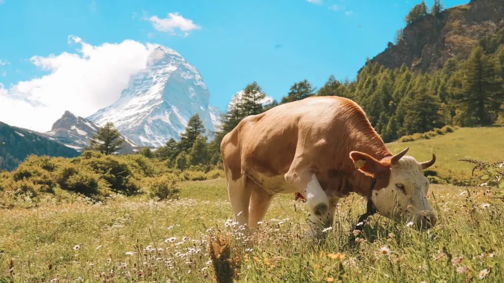 Alpine cow.webp